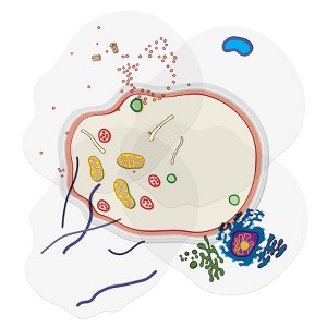 Roylco® See-Through Animal Cell Builder - 1 of 3