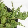 2.25gal Blue Rug Juniper Plant - National Plant Network: Groundcover, Erosion Control, Cold Hardy - 2 of 4