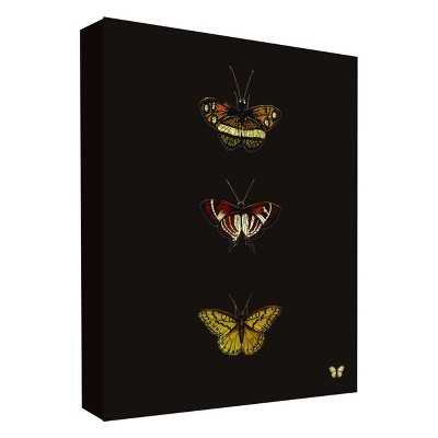 11" x 14" Butterfly Portrait II Decorative Wall Art - PTM Images