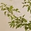 wood color