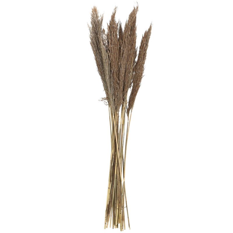 Dried Plant Pampas Natural Foliage with Long Stems Dark Brown - Olivia &#38; May, 5 of 7