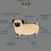 Women's Design By Humans Anatomy of a Pug By SophieCorrigan Racerback Tank Top - 2 of 3