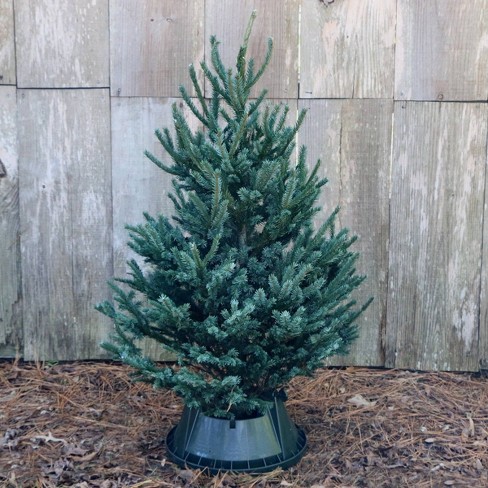 Live Black Hill Spruce Fresh Cut Table Top Christmas Tree