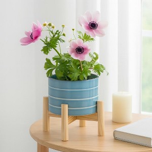 buy portulacaria afra Buy Portulacaria Afra