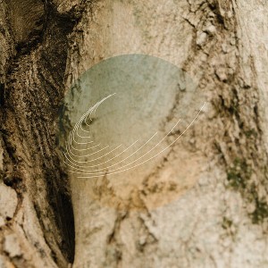 Field Works - Maples, Ash, and Oaks: Cedars Instrumentals - 1 of 1