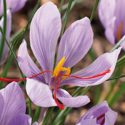 15ct Crocus Saffron Crocus Bulbs - Van Zyverden