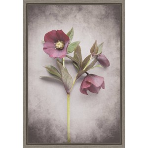 Amanti Art 16"x23" Vintage Hellebore Study V by Felicity Bradley Framed Canvas Wall Art Print: Modern Style, Polystyrene Frame - 1 of 4