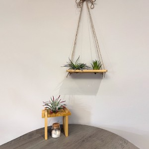 Air Plant Stand and Swing Collection - 1 of 4