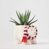 Holiday Polar Pals Live Plant(It May Vary) - Good Little Garden™ - 4 of 4