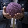 Van Zyverden Allium Purple Giganteum Flower Bulb - 3 of 4