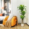 DR.Planzen 5-6FT Artificial Dracaena Tree with UV Resistant Leaves - Potted Fake Plant for Indoor/Outdoor Floor Decor, White Plastic Planter - 3 of 4