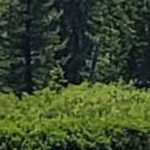 fencepost brown narrow