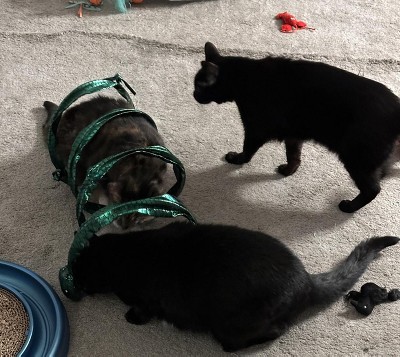 Guest review image 3 of 3, zoom in