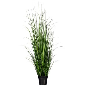 Green Lemongrass Potted - 1 of 4