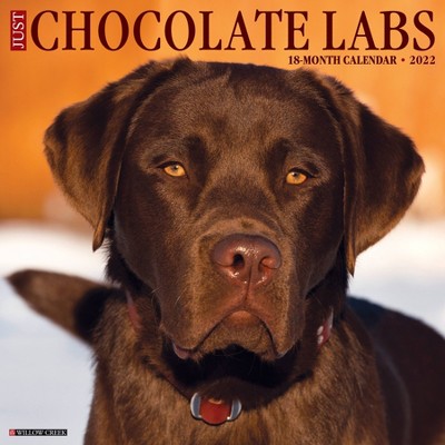 2022 Wall Calendar Just Chocolate Labs - Willow Creek Press