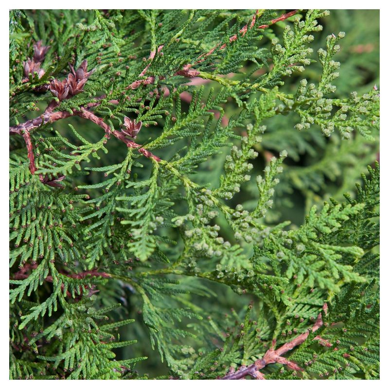 Arborvitae &#39;Emerald Green&#39; 1pc - National Plant Network U.S.D.A Hardiness Zone 4-9 - 2.25 Gallon, 4 of 5