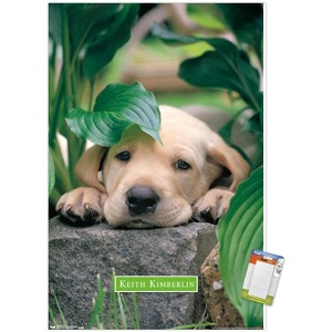 Trends International Keith Kimberlin - Puppy - Lazy Days Unframed Wall Poster Prints - 1 of 4