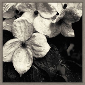 16"x16" Dogwood Flower No.3 by Gary Horsfall Framed Canvas Wall Art - Amanti Art: Modern Botanical Decor, Polystyrene Frame - 1 of 4