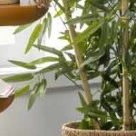 blue, mustard, olive, beige, tan