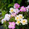 Van Zyverden Bloomin' Easy Rosa Peach Lemonade 4" Potted Rocketliners Rose in Nursery Pot - 3 of 4