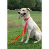 Country Brook Petz Premium Nylon Dog Collar and Leash Set for Small Medium Large Dogs - Vibrant 30+ Color Selection - 3 of 4