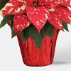 Holiday 6" Red/White Poinsettia Live Plant - Good Little Garden™ - 3 of 4