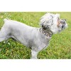 Country Brook Petz Premium Dog Collar - Country and Western Collection - 2 of 4