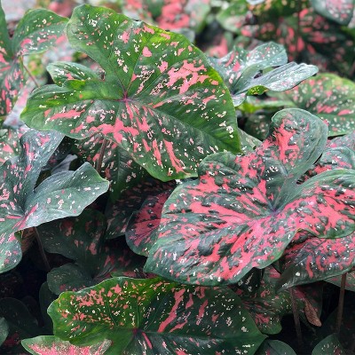 Van Zyverden Set of 6 Caladiums Fancy Leaf Freckles Bulbs