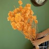 Uniquewise Preserved Real Floral Stems Chic Vase Fillers & Accents for Bouquets Centerpieces - 4 of 4