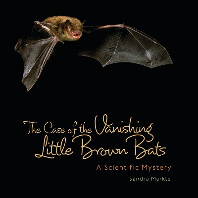 The Case of the Vanishing Little Brown Bats - (Sandra Markle's Science Discoveries) by  Sandra Markle (Paperback)