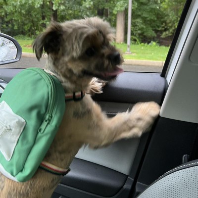 Backpack Dog Harness - S - Green - Boots & Barkley™ : Target