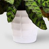 Live 5" Signature Foliage Plant - Good Little Garden™ - 3 of 4