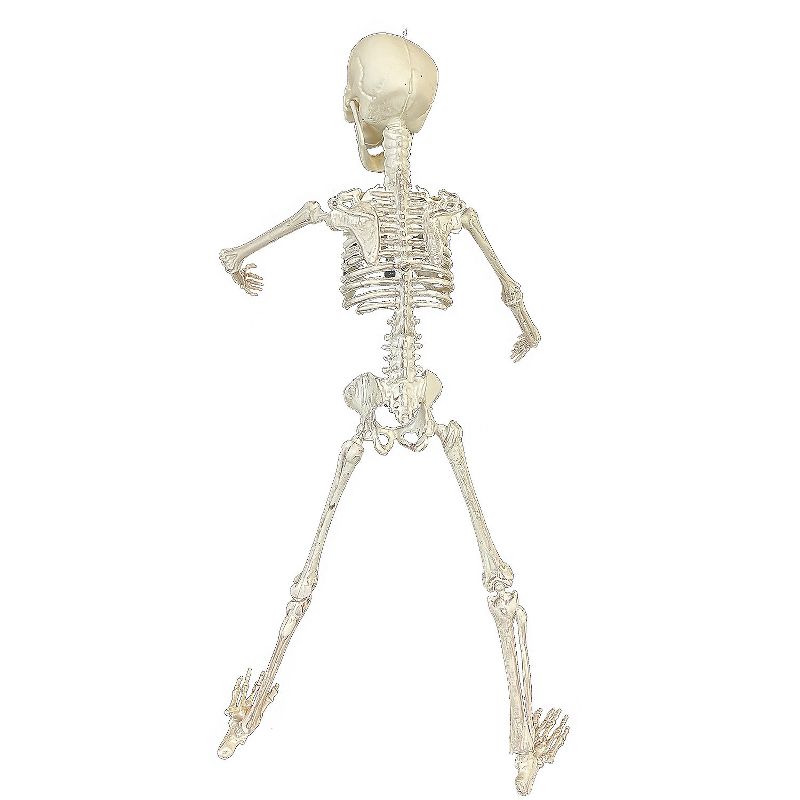 Halloween Express 19 in Halloween Poseable Skeleton, 2 of 3