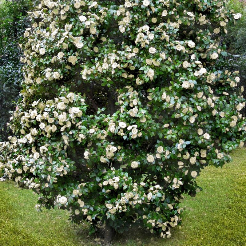 2.5qt Camellia Japonica Plant with White Blooms - National Plant Network, 5 of 7