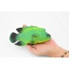 Collectible Wildlife Gifts | Fish, Green Humphead Wrasse, Museum Quality, Hand Painted, Rubber Fish, Realistic Toy Model, Gift,  7"   CH372 BB140 - 2 of 4