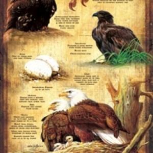 Sunsout Life Cycle of the Bald Eagle 500 pc   Jigsaw Puzzle 66406 - 1 of 4