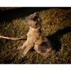 Country Brook Design® Deluxe Dog Collar - Awesome Autumn Collection - Made In The U.S.A. - 3 of 4
