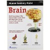 Learning Resources Brain Anatomy Model - Science Exploration Tools - 2 of 4