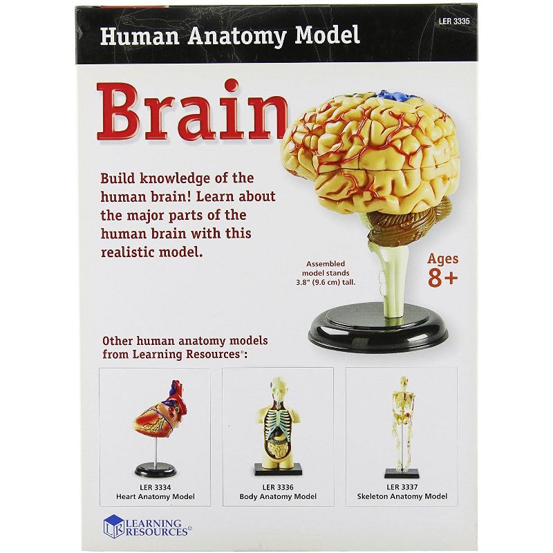 Learning Resources Brain Anatomy Model - Science Exploration Tools, 2 of 7