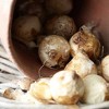 25ct Grape Hyacinths Comosum Bulbs - Van Zyverden - 4 of 4
