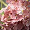 Sullivans Artificial Short Stem Dark Pink Hydrangea 6"L - 2 of 2