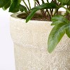 Medium Ribbon Fern Leaf in Pot - Threshold™ designed with Studio McGee - image 4 of 4
