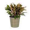 Gulches Natural Round Self-Watering Wicker Decor Planter - 13.4" - 3 of 4