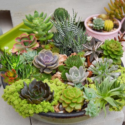 Succulents 2.5" U.S.D.A. Hardiness Zones 4-9 - 10pc - National Plant Network