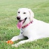 Chuckit Breathe Right Fetch Ball - X-Large (3.5 Inch) - 3 of 4