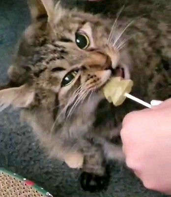 Guest review image 2 of 3, zoom in