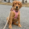 Voyager Step-In Flex Adjustable Dog Harness for All Breeds - 4 of 4