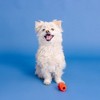 PetShop by Fringe Studio You're Adora-Ball Dog Treat Dispenser Toy - 4 of 4