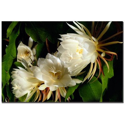 Trademark Fine Art -Kurt Shaffer 'Night Blooming Cereus' Canvas Art