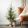 3' Sullivans Black Hills Pine Tree, Green - 3 of 3